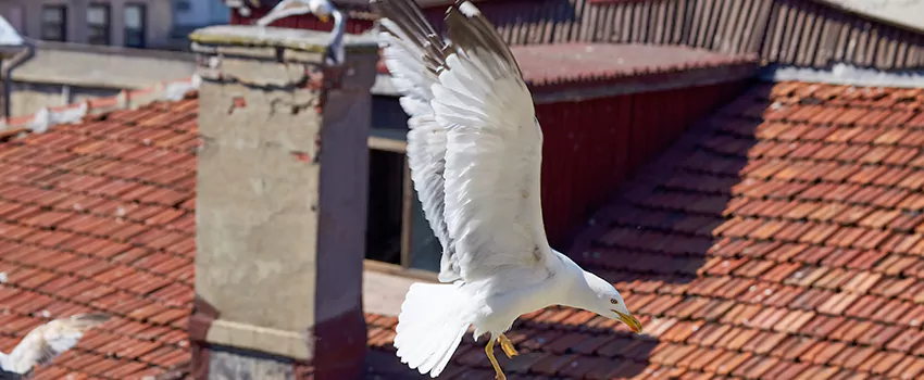 Residential Chimney Animal Removal Solution in Jacksonville, TX