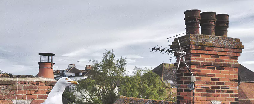 Chimney Cleaning And Restoration in Jacksonville, Texas